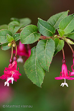 Fuchsia microphylla ssp. hemsleyeyana