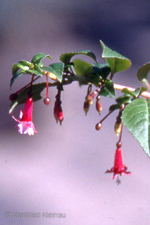 Fuchsia microphylla ssp. hidalgensis