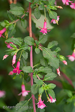 Fuchsia microphylla ssp. microphylla