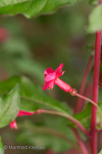 Fuchsia microphylla ssp. quercetorum