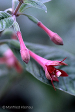 Fuchsia nigricans