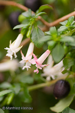 Fuchsia obconica 