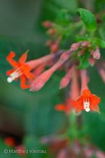 Fuchsia orientalis