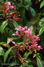 Fuchsia paniculata