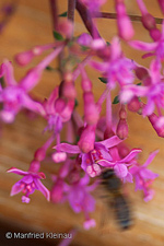 Fuchsia paniculata paniculata ssp. mixensis