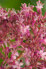 Fuchsia paniculata ssp. paniculata