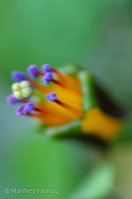 Fuchsia procumbens