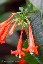 Fuchsia putumayensis