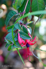 Fuchsia regia ssp. reitzii