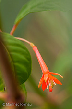 Fuchsia sanctae-rosae
