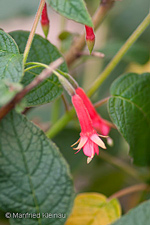 Fuchsia scabriuscula