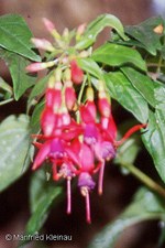 Fuchsia simplicicaulis