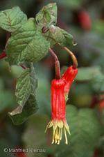 Fuchsia splendens