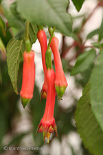 Fuchsia splendens var. cordifolia