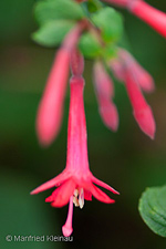 Fuchsia sylvatica