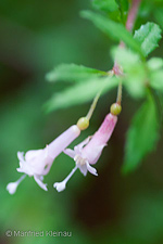 Fuchsia thymifolia ssp. minimiflora 