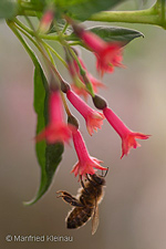 Fuchsia thymifolia ssp. thymifolia