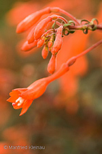 Fuchsia triphylla