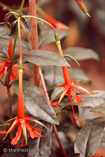 Fuchsia venusta