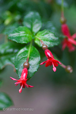 Fuchsia x bacillaris