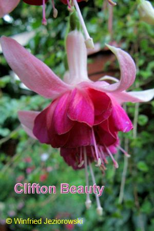 Clifton Beauty
