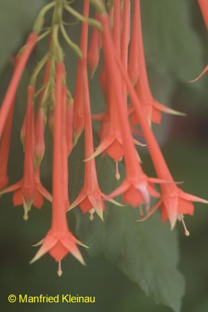 F. fulgens 'Rubra grandiflora'
