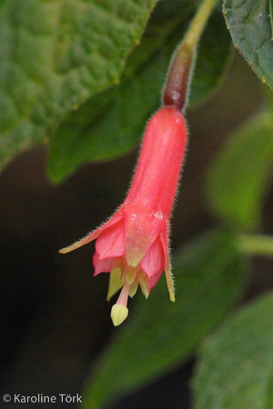 F. cordifolia
