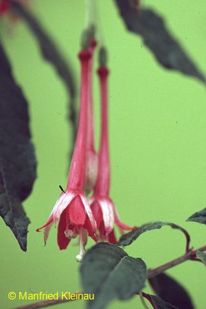F. petiolaris