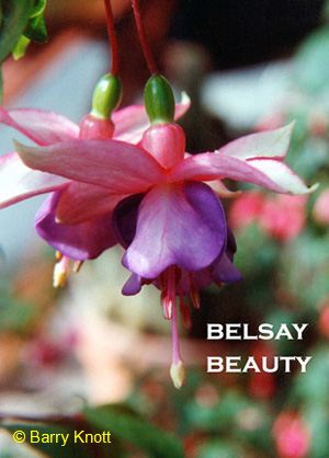 Belsay Beauty
