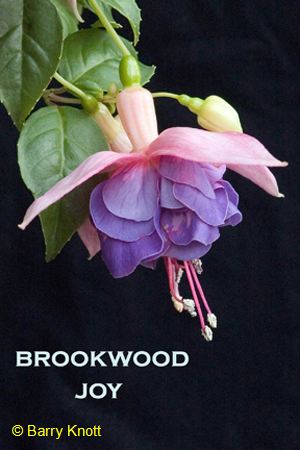 Brookwood Joy