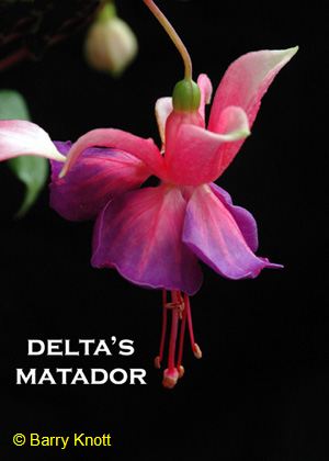 Delta's Matador