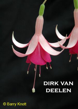 Dirk van Deelen