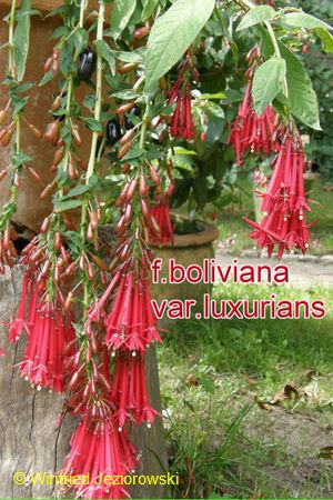 F. boliviana var. luxurians