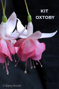 Kit Oxtoby