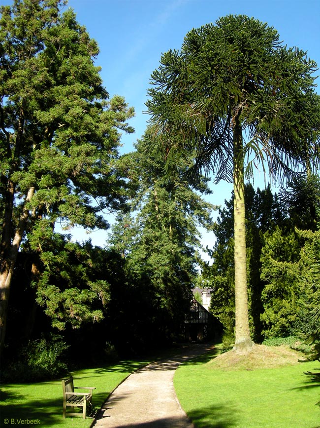 Uralte Araucarien in Biddulph Grange Garden