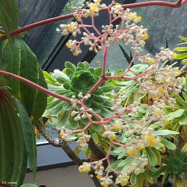 Aeonium arboreum - Blütenstand