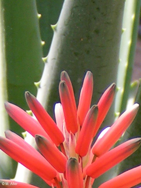 Aloe arborecens