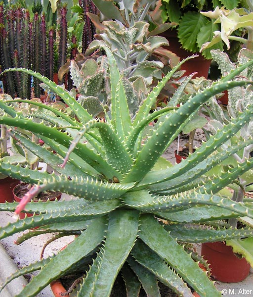 Aloe arborecens