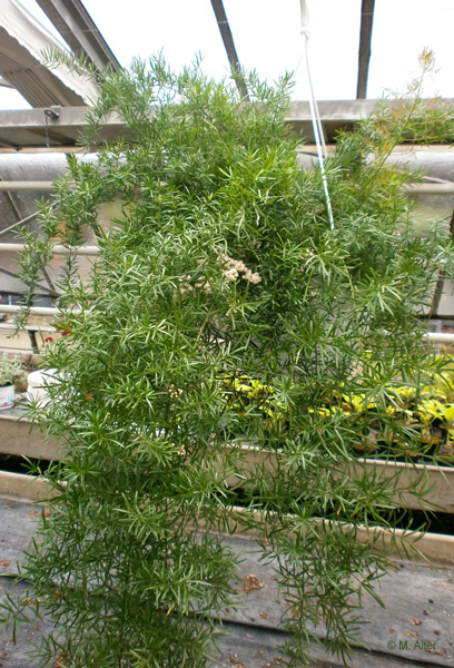Asparagus densiflorus 'Sprengeri' 
