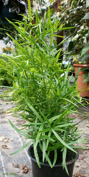 Asparagus falcatus  (Sicheldorn-Spargel)