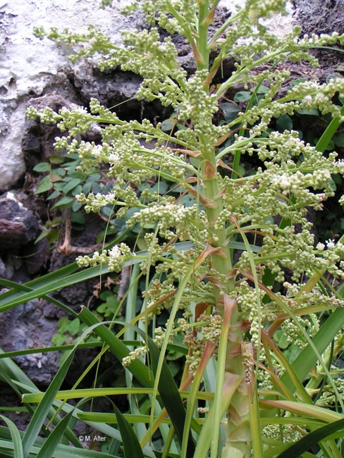 Beaucarnea recurvata - Blüte