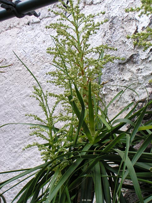 Beaucarnea recurvata - Blüte