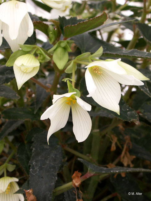 Begonia x boliviensis