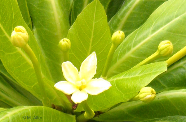 Brighamia insignis