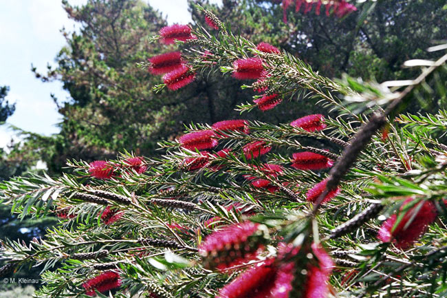 Callistemon