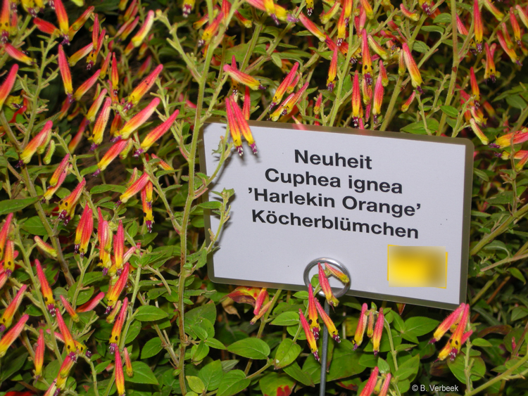 Cuphea ignea 'Harlekin orange'
