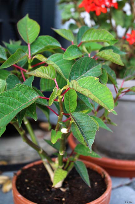 Euphorbia pulcherrima - Entwicklung nach Sommerrückschnitt 