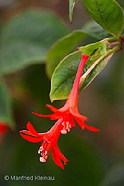 Fuchsia coriacifolia