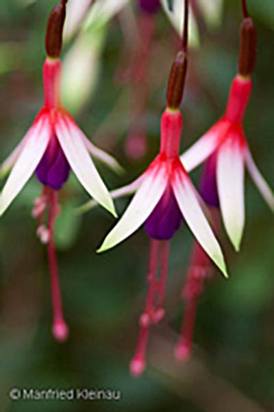 Fuchsia magellanica eburnea