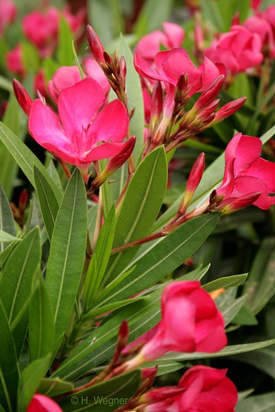 Nerium oleander 